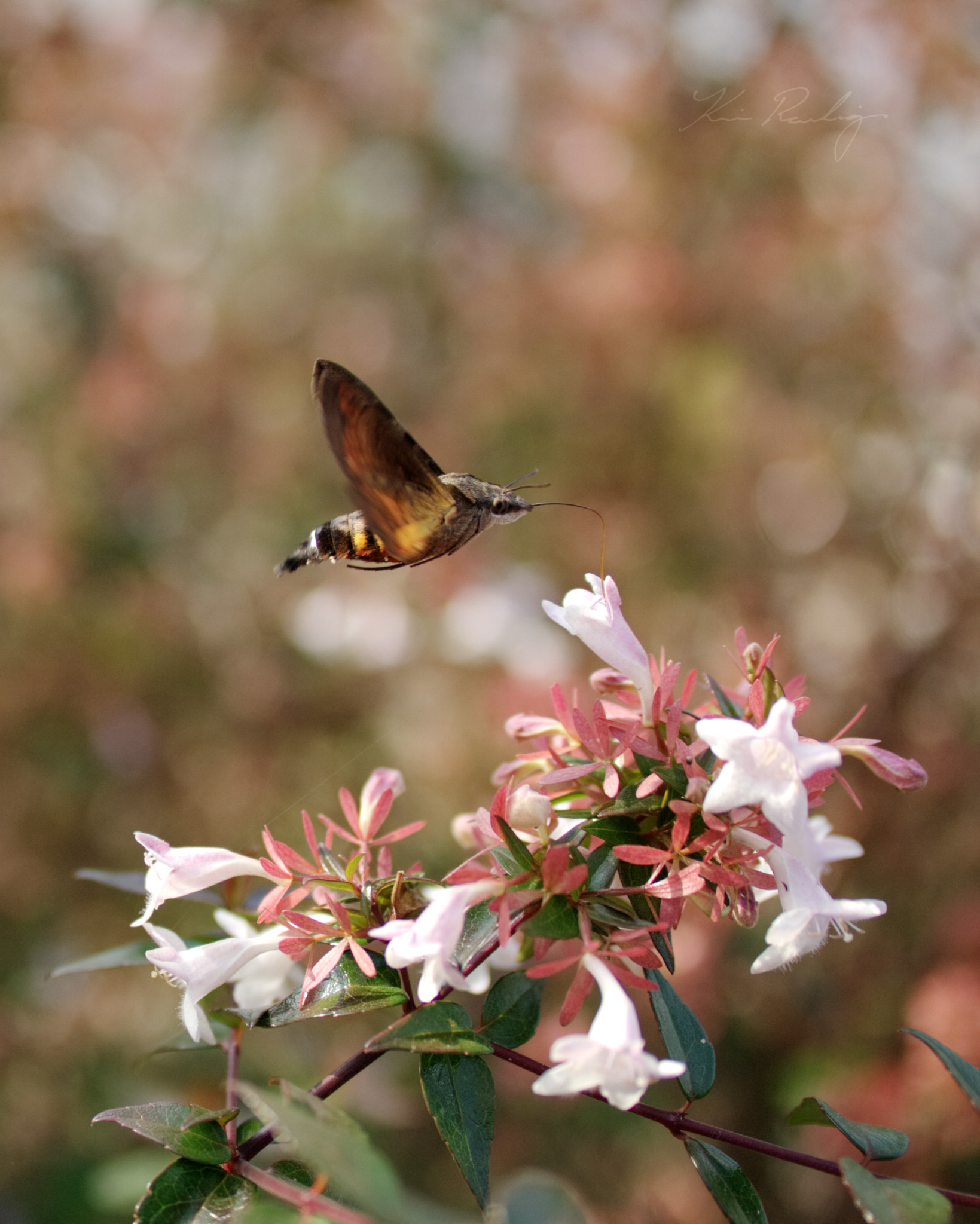 Hummingbird Moth